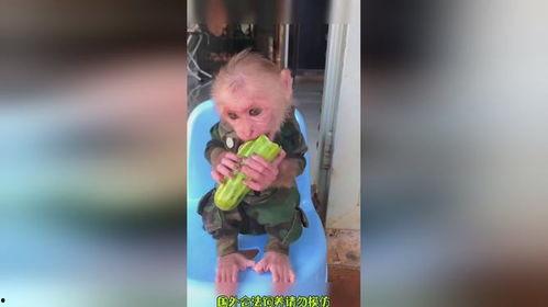 猴哥解说吃瓜,猴哥带你领略吃瓜界的欢乐盛宴