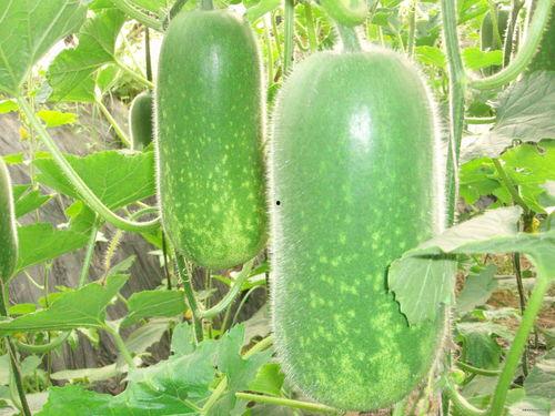 xyg 吃瓜,xyg吃瓜大事件，真相与谣言的较量