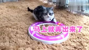 猫儿爱爬墙吃瓜,趣味生活瞬间捕捉