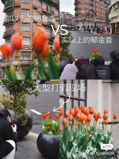 上海郁金香网红,网红打卡地的浪漫绽放