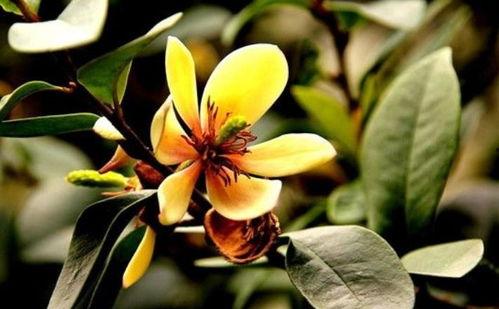 明星李含笑图片搜索,光影交织下的璀璨星辉